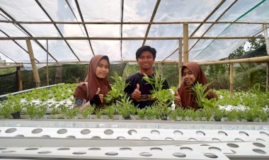 Alumni Jabal Hikmah Berhasil Mengembangkan Usaha Hidroponik
